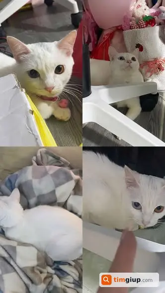 Ảnh 2
