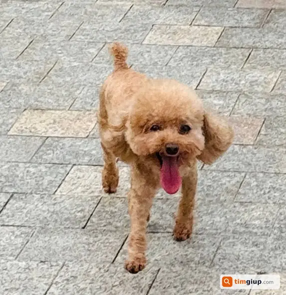 Tìm Chó Poodle Đực Vàng Mơ Thất Lạc Tại Long Biên, Hà Nội