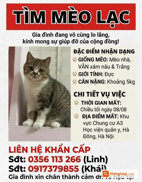 Tìm Mèo Thất Lạc, Gia Đình Mong Ngóng Tìm Lại