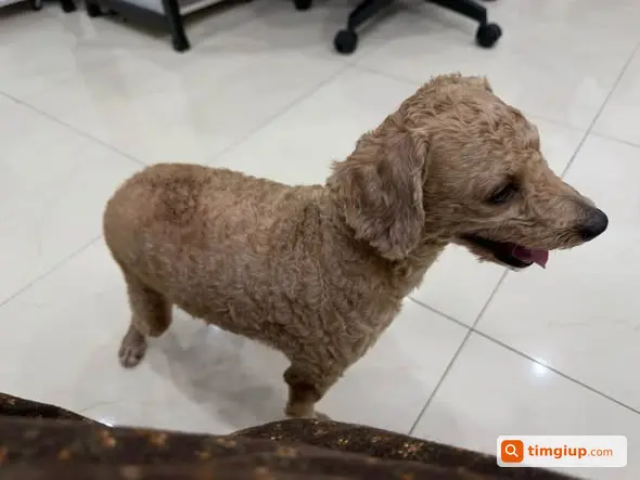 Chó Poodle Nâu Đi Lạc Vào Nhà Tại Hà Đông, Hà Nội