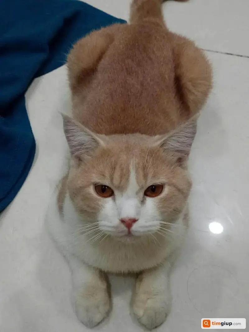 Tìm bé mèo Anh lông ngắn tên Moon thất lạc tại TP. Thủ Đức