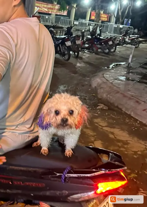 Tìm Chó Poodle Cái Trắng Ngà Thất Lạc Tại Ngõ 55 Nguyễn Đạo An