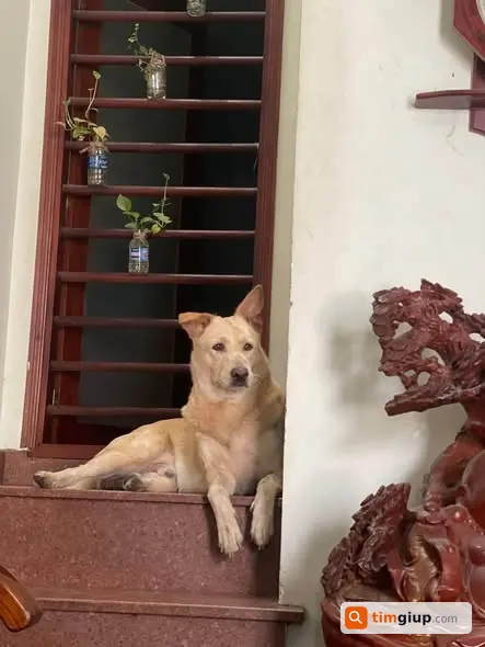 Tìm chó tên Kem thất lạc tại Biên Hòa, Đồng Nai