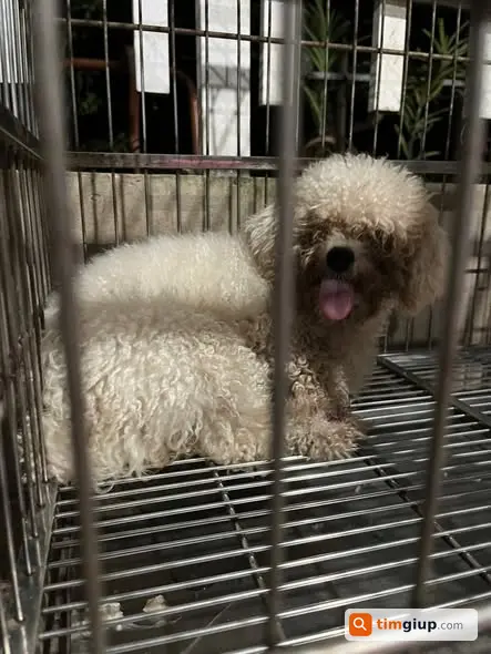 Tìm chó Poodle trắng tên Bông lạc tại Kiến An, Chợ Mới, An Giang