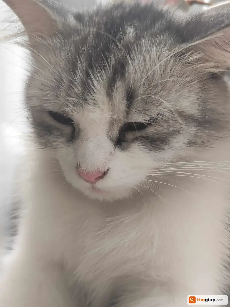 Tìm mèo lạc tên Lily tại Quận Bình Tân, TP.HCM