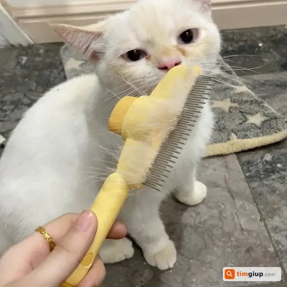 Tìm mèo Anh lông trắng mắt xanh lạc tại Nhơn Trạch, Đồng Nai