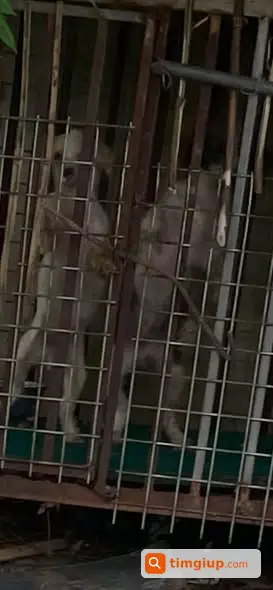 Hai Bé Cún Lai Poodle Bị Bỏ Đói Tại Gia Lâm, Hà Nội