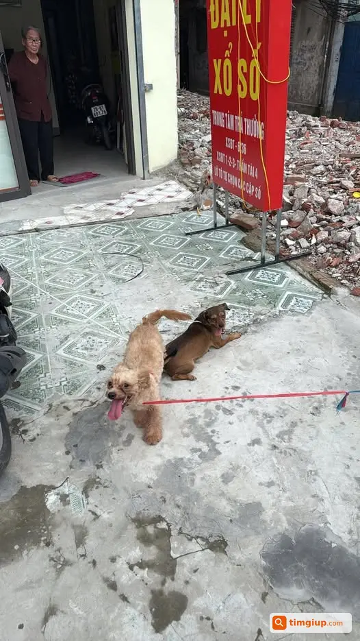 Hai Bé Chó Lạc Vào Nhà Tại Lĩnh Nam, Hà Nội Tìm Chủ