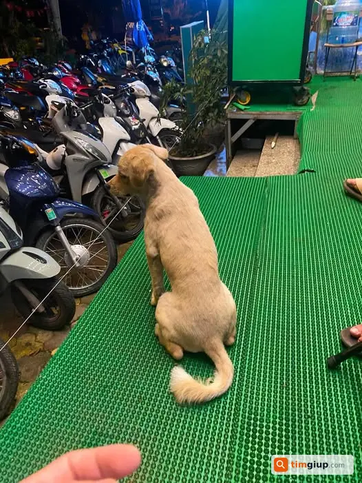 Tìm chó Wang thất lạc, hậu tạ 5 triệu đồng