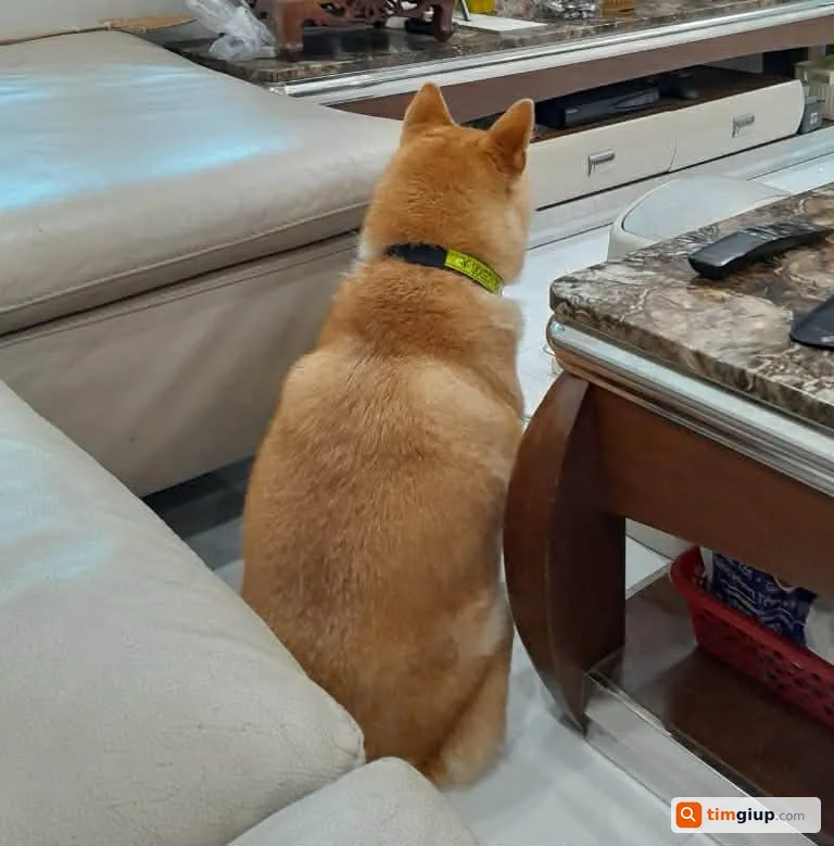 Tìm chó Shiba lông vàng tên Múp thất lạc tại Hải Phòng