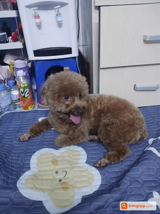 Poodle Cái Lông Nâu Đi Lạc Tại Văn Miếu - Quốc Tử Giám