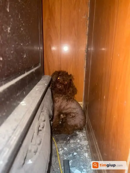 Tìm Chó Poodle Nâu Đi Lạc Tại Ngõ Quỳnh, Hai Bà Trưng