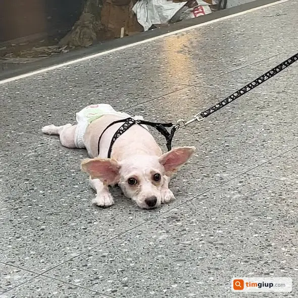 Tìm chó Kem Poodle lai Phốc Sóc lạc tại ngõ 33 Văn Cao Hà Nội