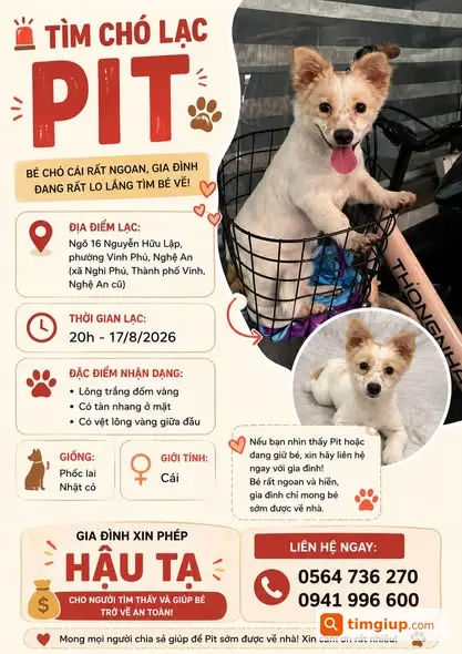 Tìm Chó Pit Thất Lạc Tại Nguyễn Hữu Lập, Nghệ An