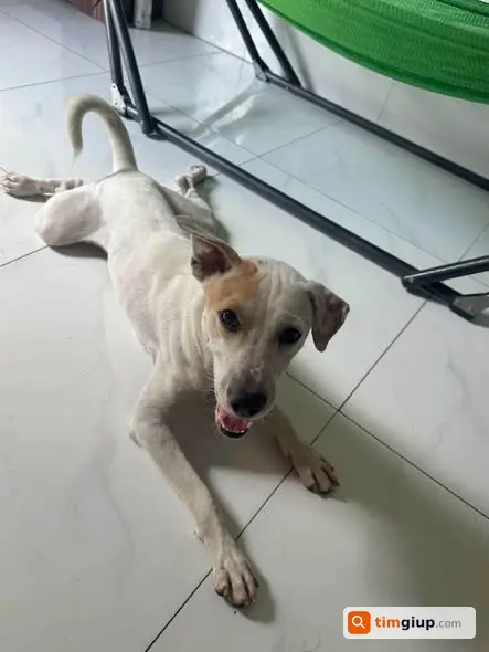 Tìm chó thất lạc tại đường DJ9, Mỹ Phước 3, Bến Cát Bình Dương