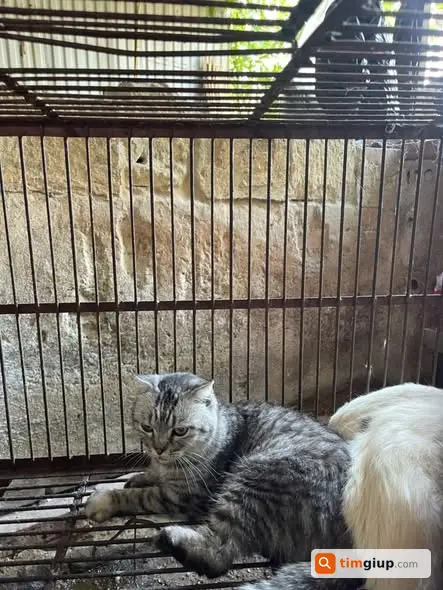 Tìm thông tin đàn chó bị đưa vào lò mổ, liên hệ gấp