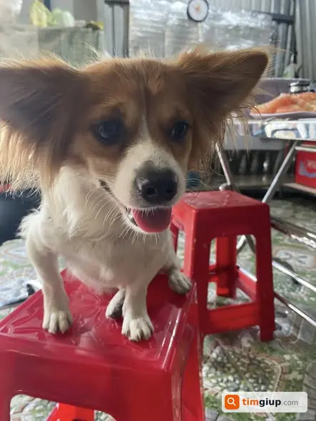 Tìm 2 bé chó Pesi trắng vàng và Su lông xù thất lạc