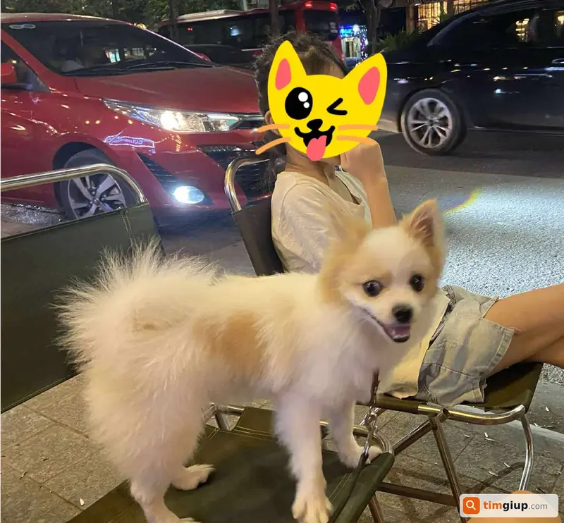 Tìm chó Phóc Sóc tên Lucky bị lạc tại Đội Cấn, Ba Đình, Hà Nội