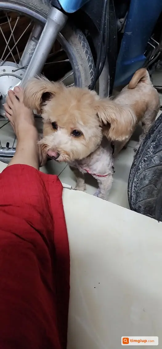 Chó Thất Lạc Ở Cổng Chợ Vẽ Đường 69, Thụy Phương