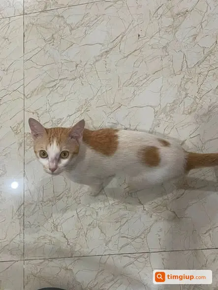 Mèo Thất Lạc Từ 30-8 Tại Dương Nội, Hà Đông, Hà Nội