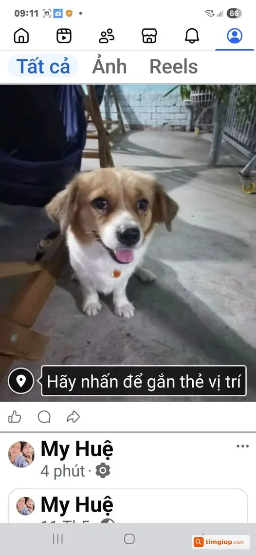 Tìm Thú Cưng Thất Lạc Sau Chợ Suối Sâu, Trảng Bàng
