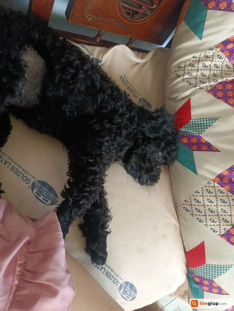 Tìm chó Poodle tên Mimi thất lạc tại TP. Thủ Đức, Hồ Chí Minh