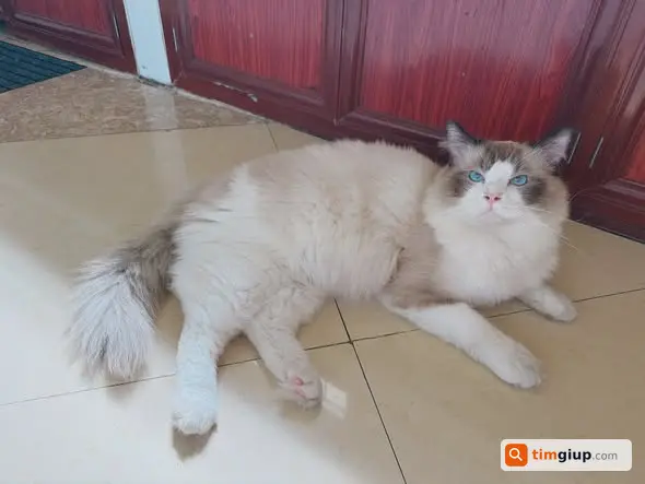 Tìm mèo Ragdoll đực thất lạc, liên hệ gia đình gấp