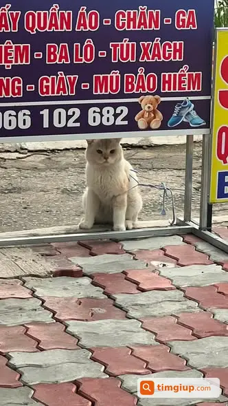 Ảnh 5