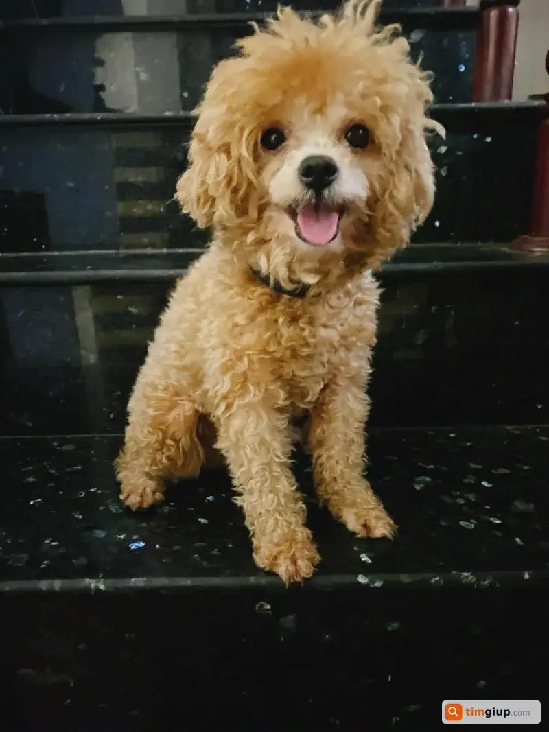 Tìm chó Poodle nâu tên Gấu lạc Q12 TP.HCM ngày 6/5