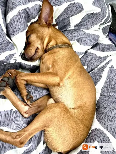Tìm chó bé Chum lạc tại Phú Thượng, Hà Nội mũi bạc màu xin hỗ trợ tìm