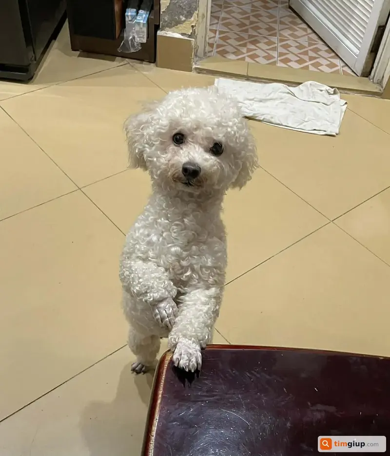 Tìm chó Poodle tên Xoài bị lạc tại Quận Đống Đa, Hà Nội