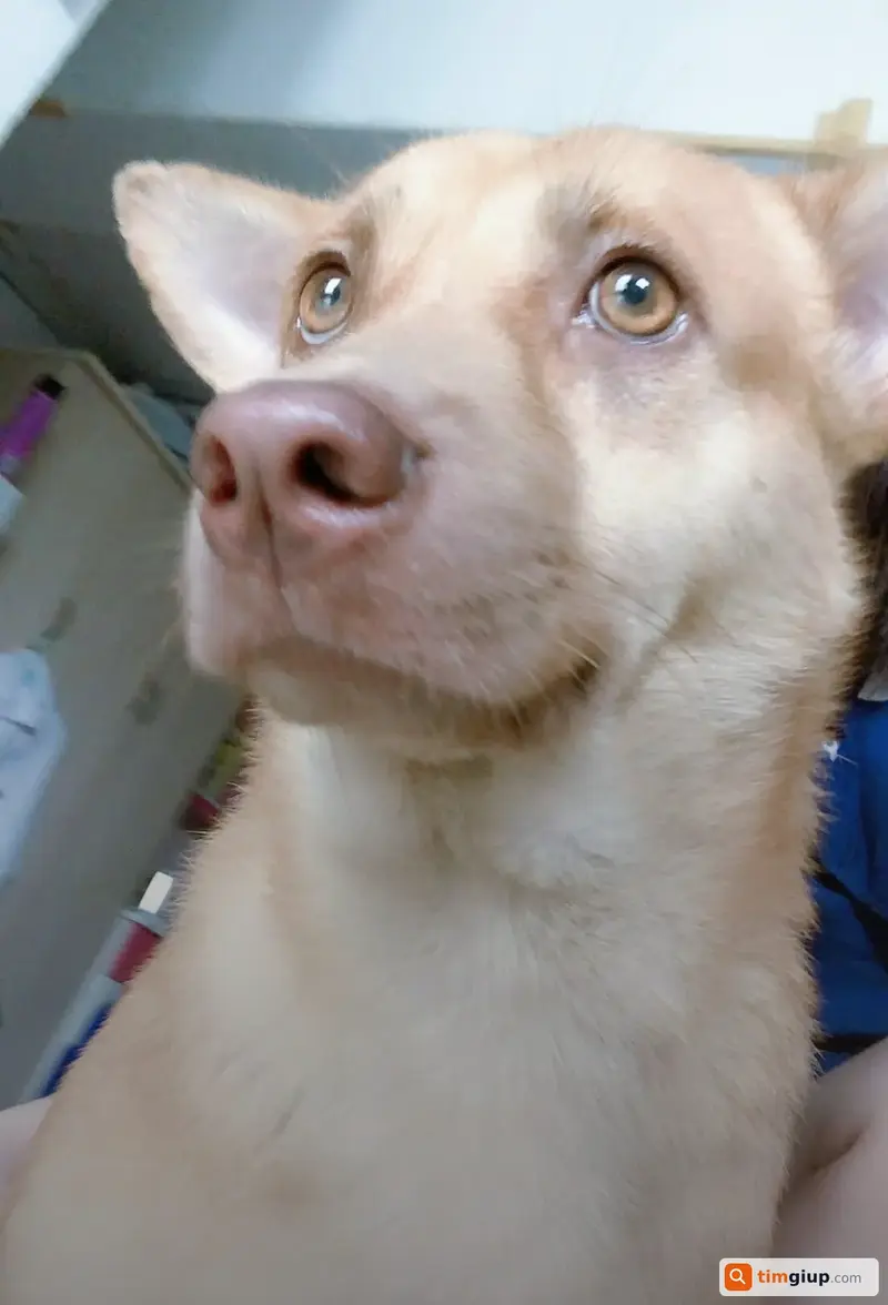 Tìm bé chó tên Gấu bị lạc tại Phường Tân Quy, Quận 7, TP.HCM