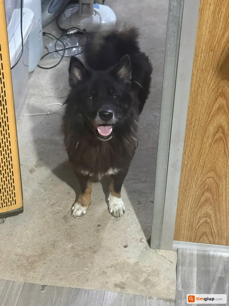 Tìm bé chó lạc tại huyện Nhà Bè, TP. Hồ Chí Minh