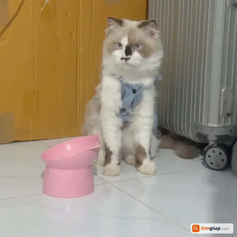 Tìm Mèo Ragdoll Vanni Thất Lạc Tại Bình Quới, Bình Thạnh