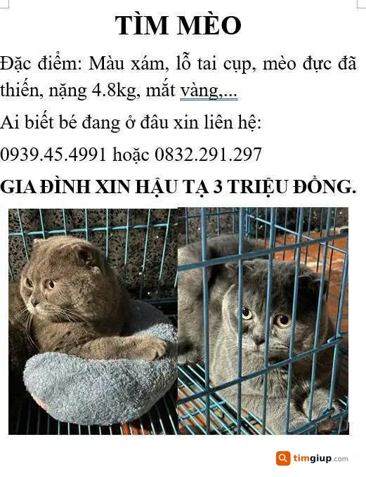 Tìm mèo thất lạc bị bắt tại Huyện Châu Thành, Đồng Tháp