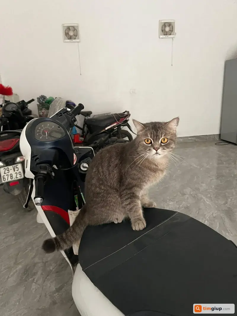 Tìm mèo Anh lông ngắn tên Mốc thất lạc tại Thạch Thất, Hà Nội