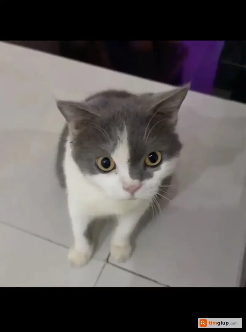 Tìm mèo bicolor 4 tuổi thất lạc tại Hố Nai, Biên Hòa