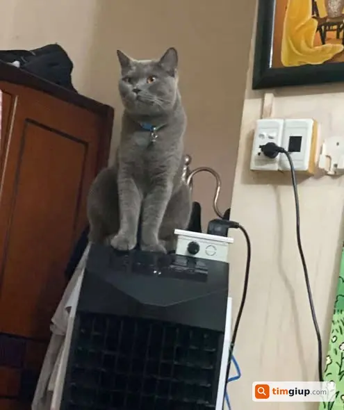 Tìm mèo Mun lông xám mắt cam lạc tại Nhà Bè, TP.HCM