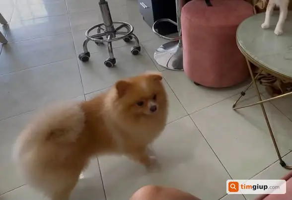 Tìm Chó Thất Lạc Tại Chợ Kênh 26 Tháng 3 Lúc Rạng Sáng
