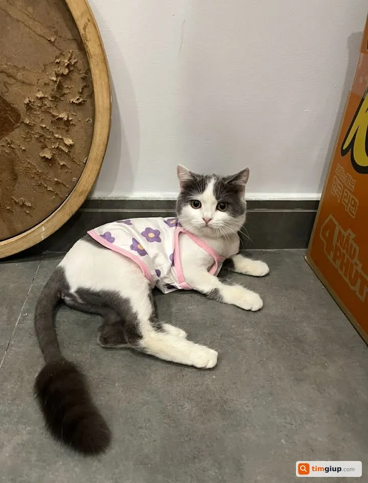 Tìm mèo tên Lạc bị lạc tại khu vực Hiệp Bình Chánh, Thủ Đức, TP.HCM