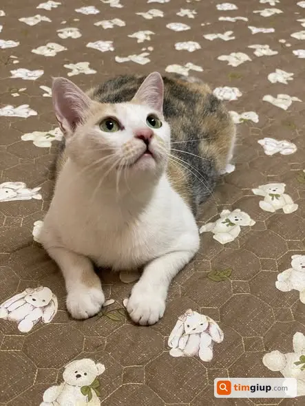 Ảnh 2