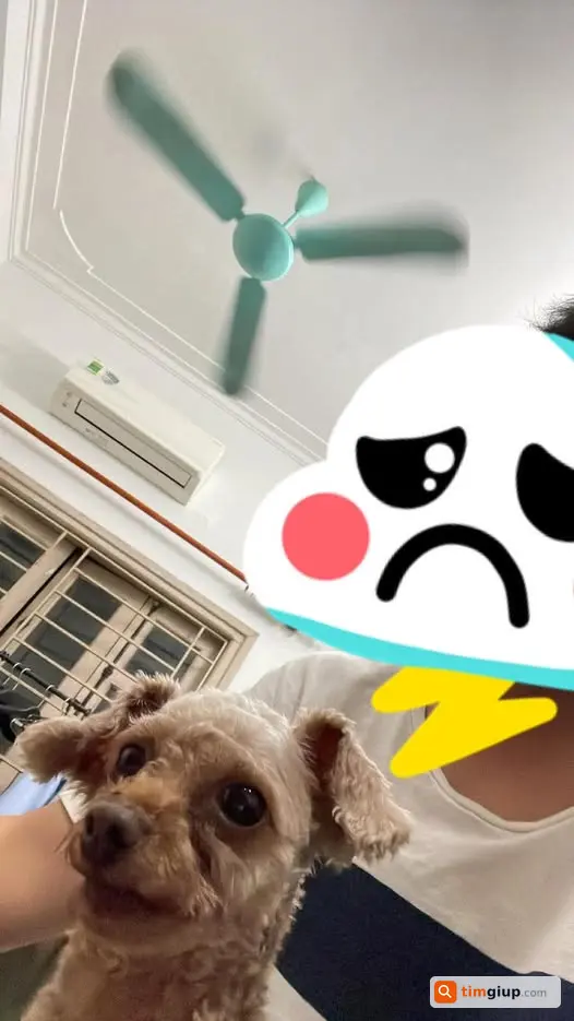 Tìm chó Poodle nâu tên Công Chúa lạc khu vực Bạch Đằng, Hà Nội