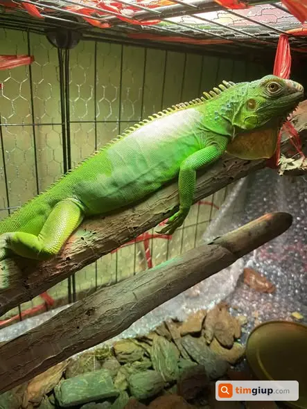 Tìm iguana xanh lá thất lạc tại ngõ 90 Hoa Bằng, Cầu Giấy