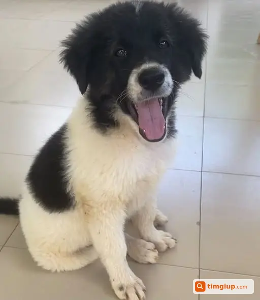 Bé Cún Lai Becgie Trắng Đốm Đen Bị Bắt Tại Đà Lạt
