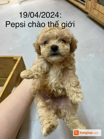 Cún Poodle Pepsi Thất Lạc 40 Ngày Tại Yên Phúc, Hà Đông