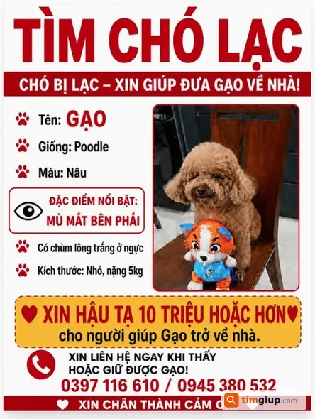 Tìm Chó Poodle Nâu Tên Gạo Bị Lạc, Mù Mắt Phải, Nặng 5kg