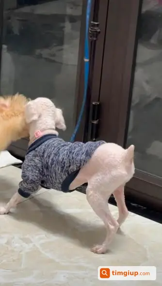 Tìm Chó Poodle Trắng Thất Lạc Tại Cầu Am Vạn Phúc, Hà Nội