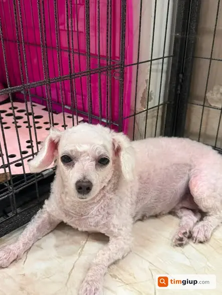 Nhặt Được Chó Lang Thang Tại Đường Vũ Đức Thuận