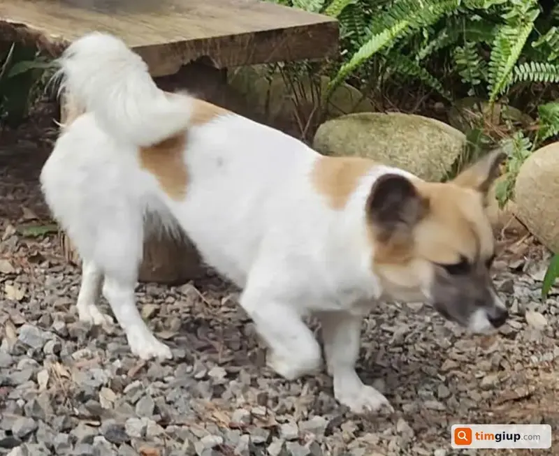 Tìm chó lạc tên Lucky tại Quận Bình Tân, TP.HCM