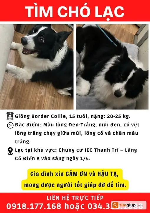 Tìm Chó Border Collie Đen Trắng Lạc Tại Thanh Trì, Hà Nội